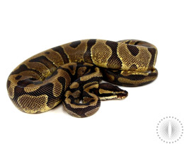 Enchi Yellow Belly Ball Python