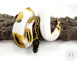 Pastel Yellow Belly Pied Ball Python