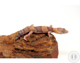 Amel Fat Tail Gecko