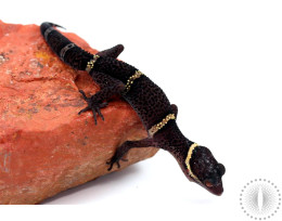 CB Subadult Chinese Cave Gecko