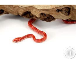 Albino Motley Corn Snake