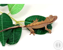 Chevron Backed Crested Gecko