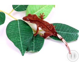 Red Reverse Pinstripe Crested Gecko