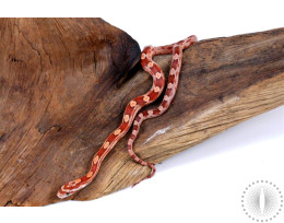 Motley Corn Snake