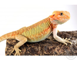 Hypo Translucent Orange Bearded Dragon