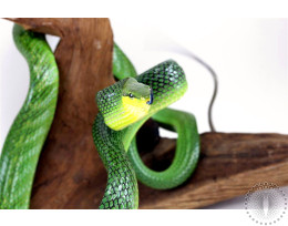 Red Tailed Green Rat Snake