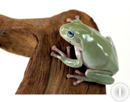 CB Blue Eyed White's Tree Frog