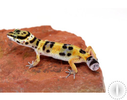 Jungle Leopard Gecko