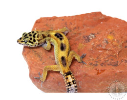 Reverse Stripe Leopard Gecko