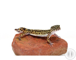 Striped Leopard Gecko - Adult Regen
