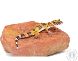 Tangerine Tornado X Hyglo Leopard Gecko