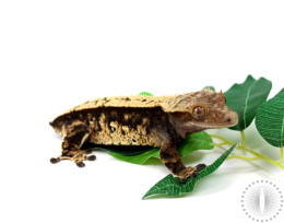Chocolate Harlequin Crested Gecko - Tailess Female