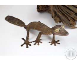Fimbriatus Leaf Tail Gecko