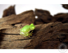 Northern Glass Frog