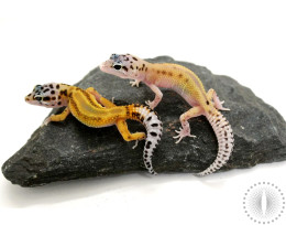 Red Stripe Leopard Gecko