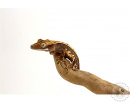 Chocolate Pinstripe Crested Gecko - Tailess Special