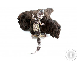 West Indian Leopard Gecko