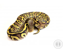 Pastave Leopard Ball Python