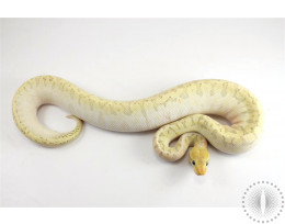 Pastel Pinstripe Bamboo Yellow Belly Ball Python