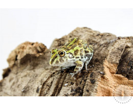 CB Baby Pixie Frogs