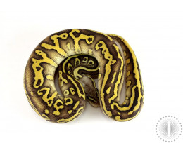 Pastel Leopard Lesser DH Hypo/Cryptic Ball Python