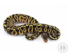 Pastel GHI Het Albino Ball Python