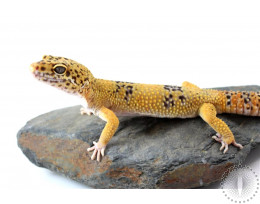 Tangerine Leopard Gecko - Unknown Variety