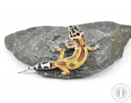 Reverse Striped Leopard Gecko