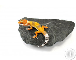 Tangerine Jungle Leopard Gecko - Imperfect