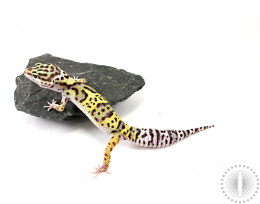 Hypo Leopard Gecko