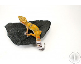 Hypo Tangerine Leopard Gecko