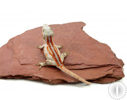 Red Stripe Gargoyle Gecko