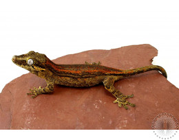 Red and Orange Stripe Gargoyle Gecko
