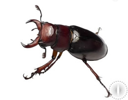 Reddish-Brown Stag Beetle Larvae Kit