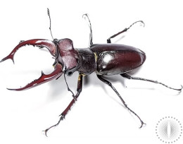 Elk Stag Beetle Larvae Kit