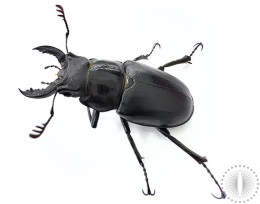 Smooth Stag Beetle Larvae Kit