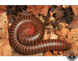 American Giant Millipede - Large