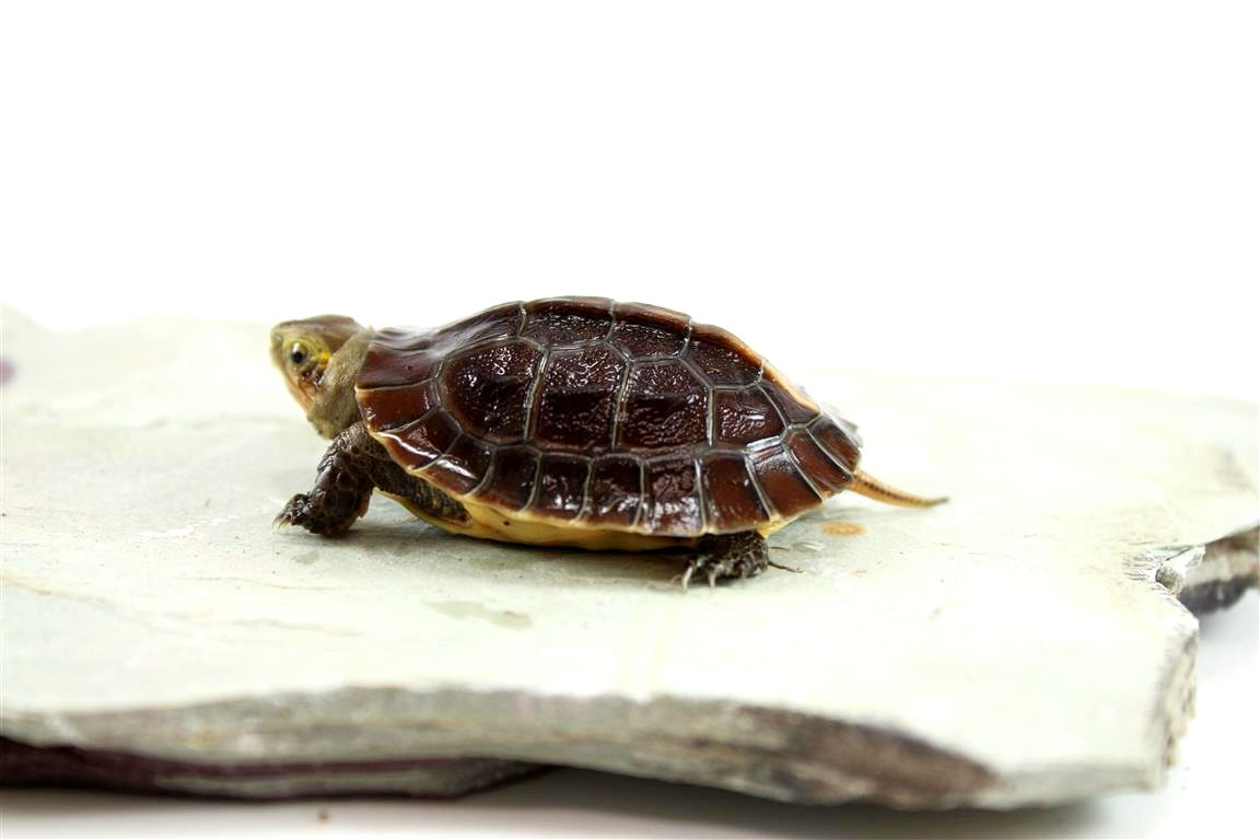 Chinese Box Turtle - Reptiles