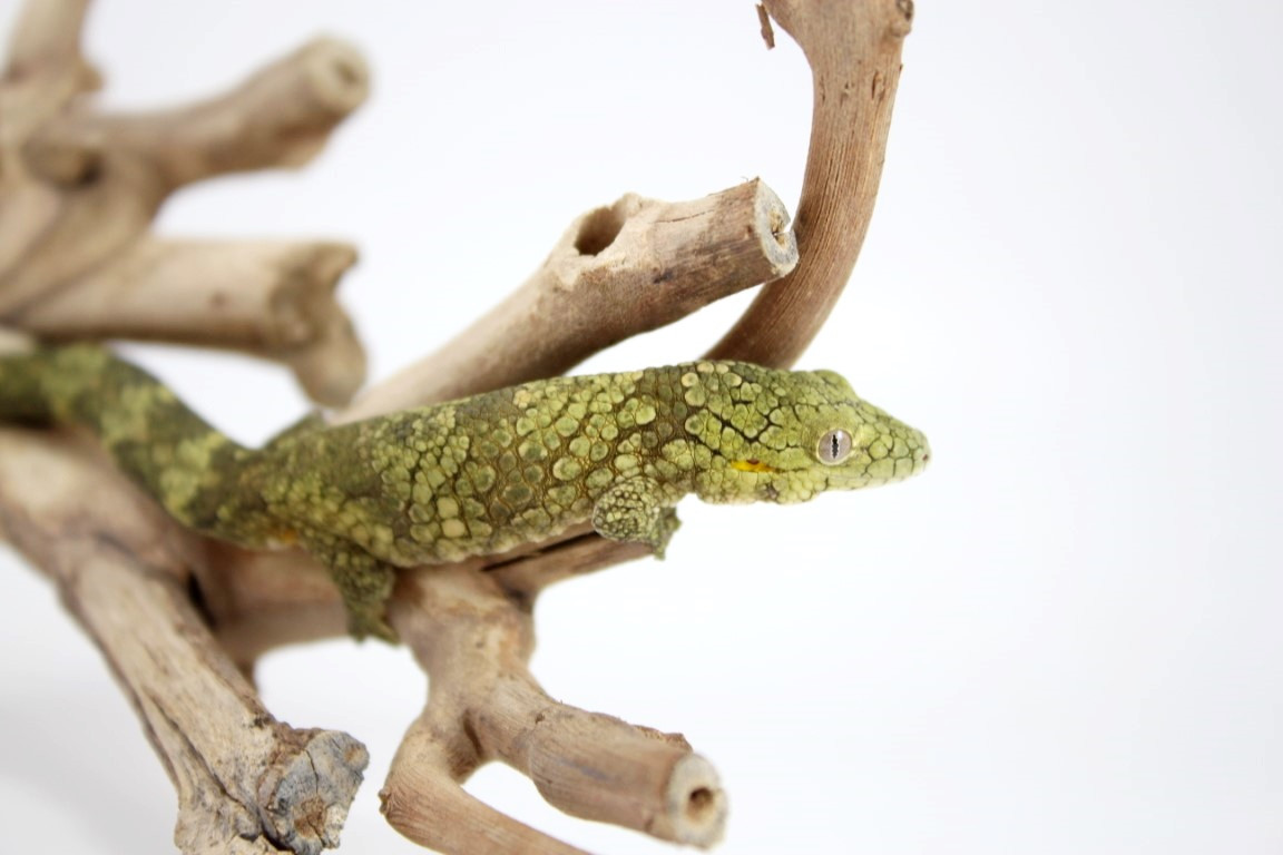 Bauer's Chameleon Gecko - Reptiles