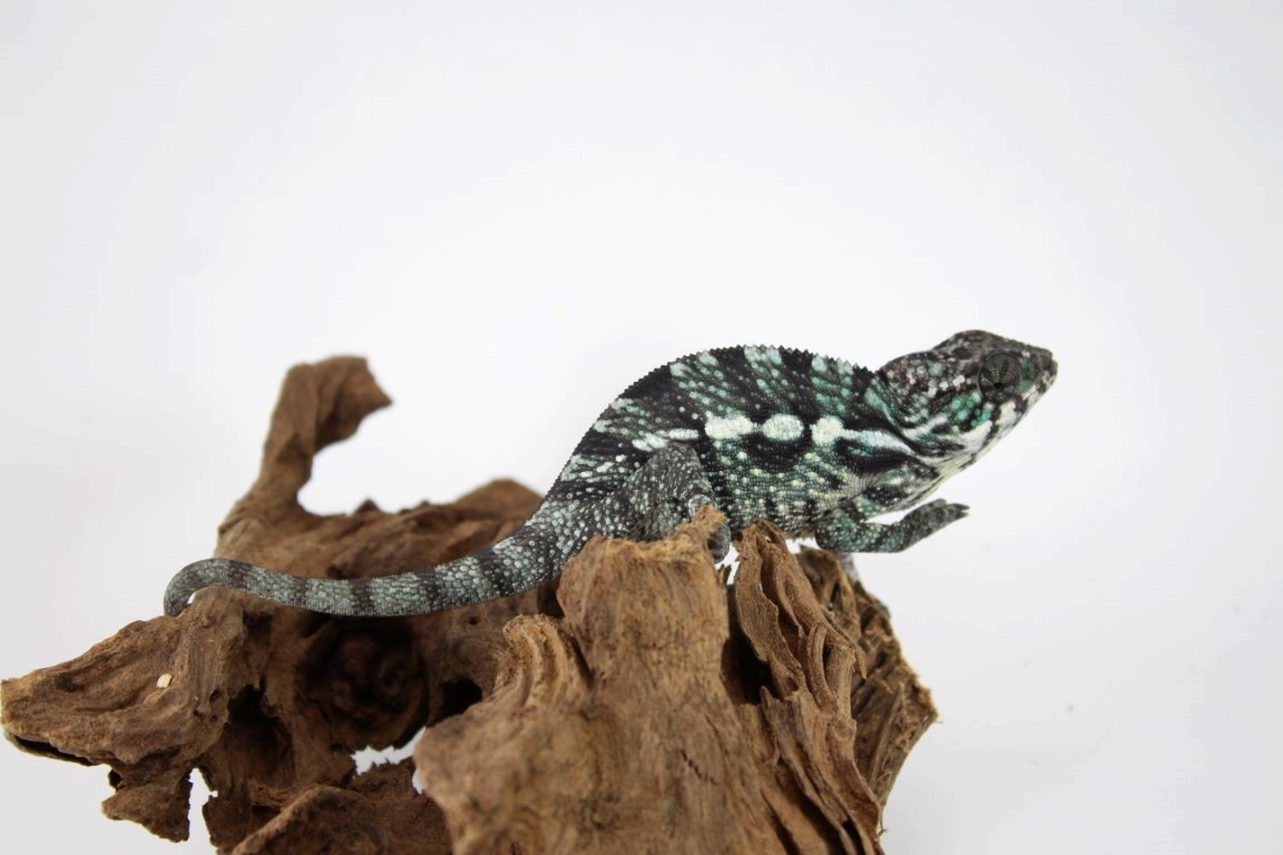 Nosy Mitsio Panther Chameleon - Reptiles