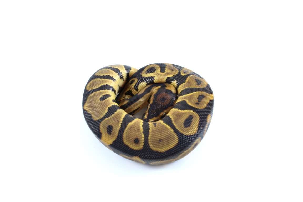 Leopard Blade Het Clown Ball Python
