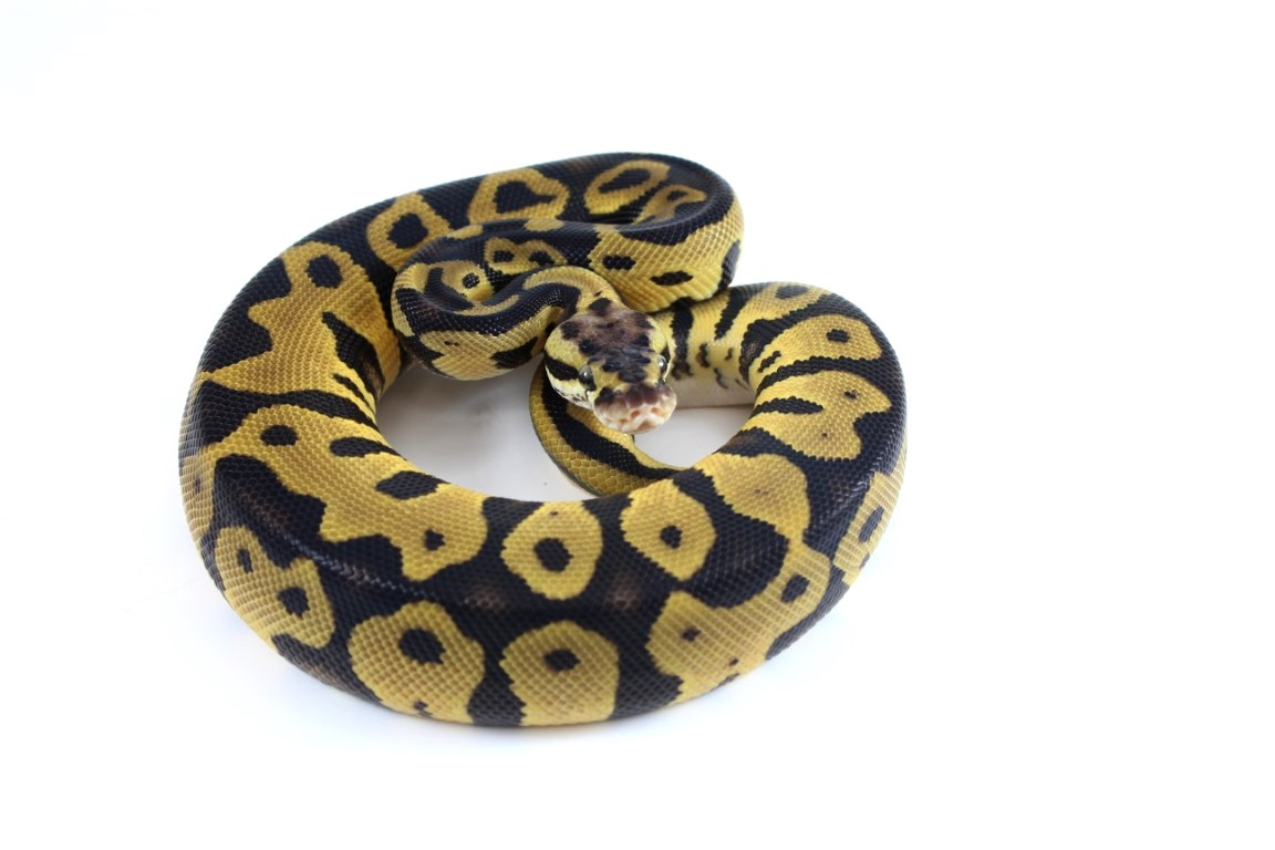 Pastel Leopard Blade Het Clown Ball Python